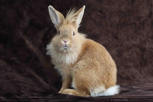 adoptable Rabbit in San Jose, CA named ADELAIDE