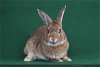 adoptable Rabbit in  named PRINCE PHILLIP