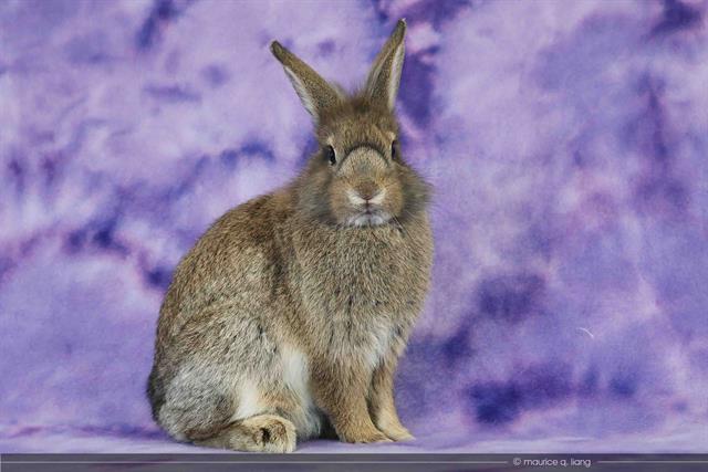 adoptable Rabbit in San Jose, CA named ELOISE