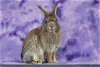 adoptable Rabbit in  named ELOISE