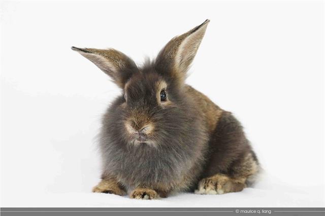 adoptable Rabbit in San Jose, CA named ALEXANDER