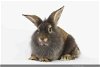 adoptable Rabbit in  named ALEXANDER