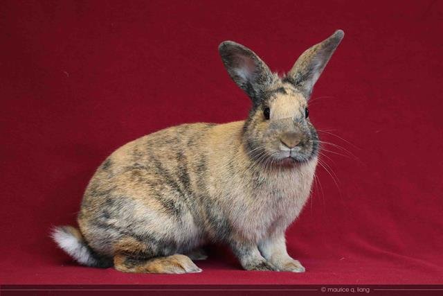 adoptable Rabbit in San Jose, CA named ATHENA