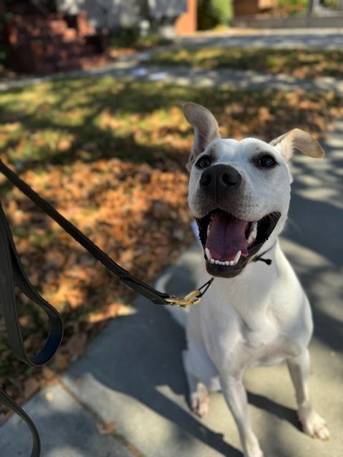 adoptable Dog in San Jose, CA named NELLY