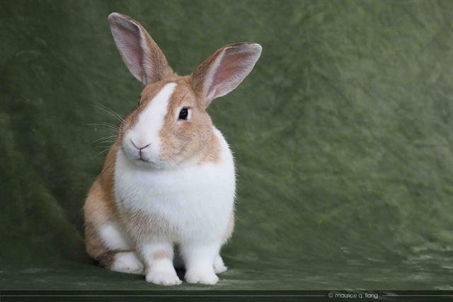 adoptable Rabbit in San Jose, CA named SAFFRON