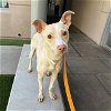 adoptable Dog in  named PICKLE
