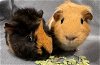 adoptable Guinea Pig in  named FUDGE