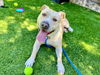 adoptable Dog in San Jose, CA named QUINTIN