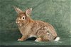 adoptable Rabbit in  named OLIVER