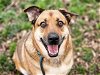 adoptable Dog in san jose, ca, CA named AOSO