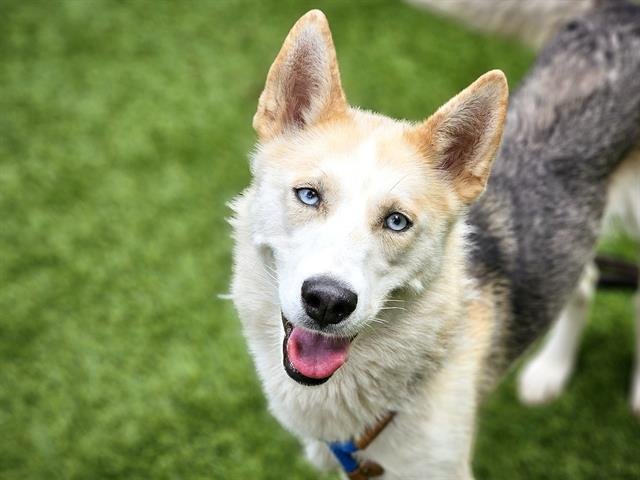 adoptable Dog in San Jose, CA named FLOR