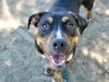 adoptable Dog in San Jose, CA named MAISEY JANE