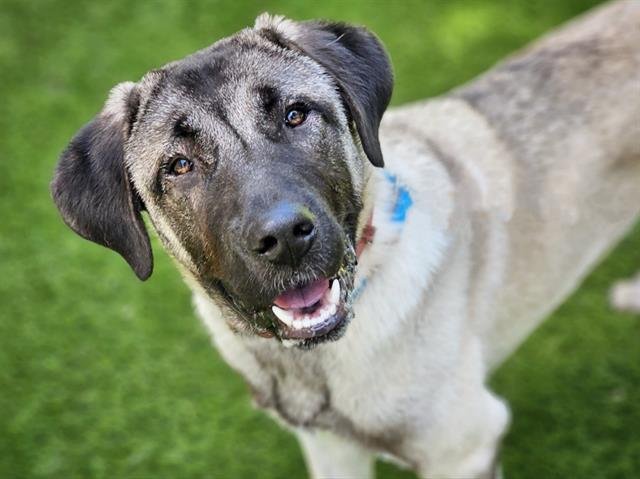 adoptable Dog in San Jose, CA named NICHOLAS