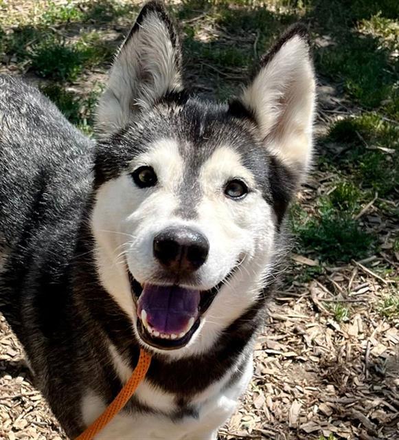 adoptable Dog in San Jose, CA named SUSIE Q