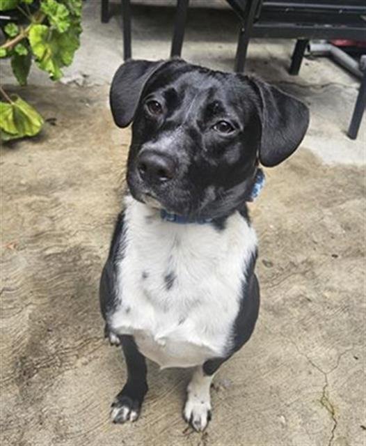 adoptable Dog in San Jose, CA named CITRINE