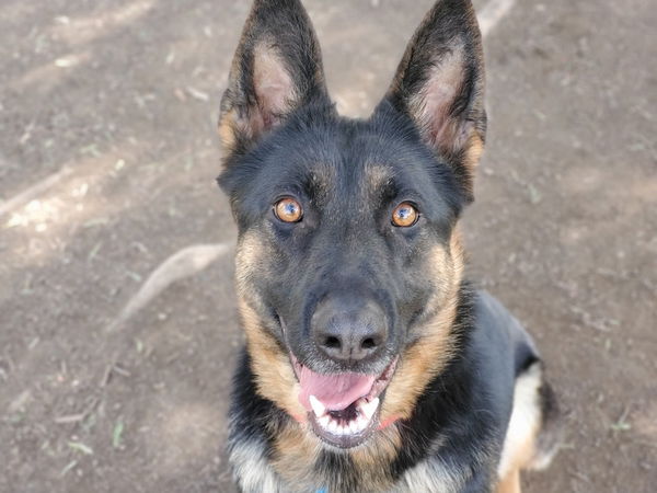 adoptable Dog in San Jose, CA named LEXI