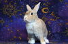 adoptable Rabbit in San Jose, CA named SUMMER BUNNY