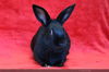 adoptable Rabbit in San Jose, CA named CRACKERJACK