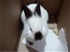adoptable Rabbit in  named DEXTER