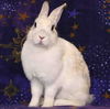 adoptable Rabbit in San Jose, CA named TALIA JOY