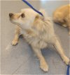 adoptable Dog in  named A1335019