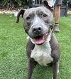 adoptable Dog in San Jose, CA named KNIGHT