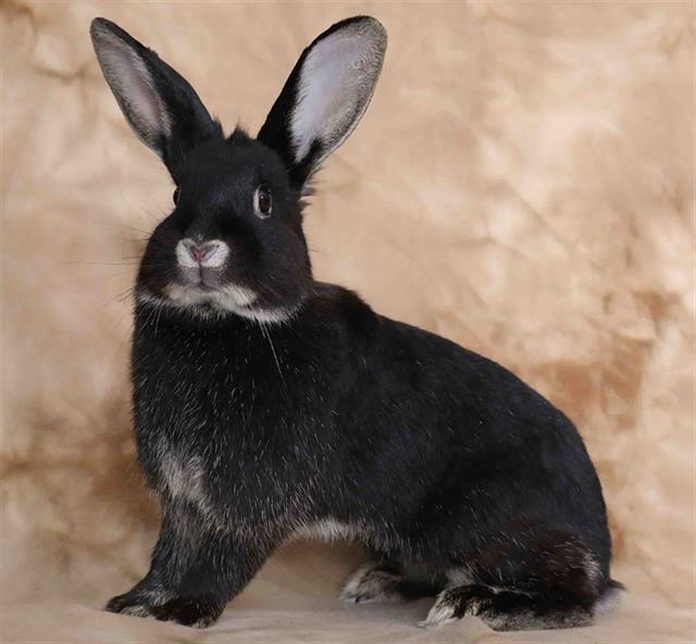 adoptable Rabbit in San Jose, CA named REY