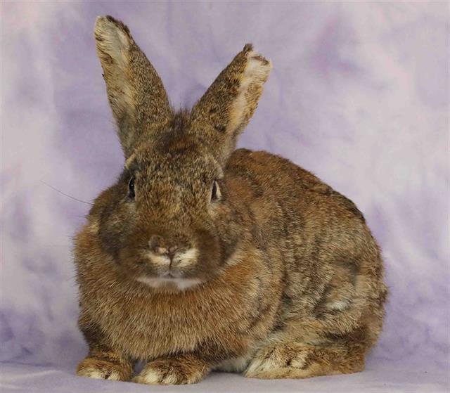 adoptable Rabbit in San Jose, CA named JORAH