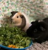 adoptable Guinea Pig in , Unknown named &CRACKER