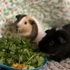 adoptable Guinea Pig in , Unknown named &CHEESE
