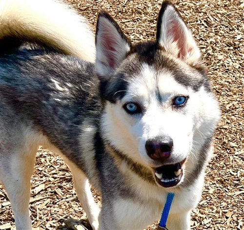 SNOWBALL - Siberian Husky available for adoption