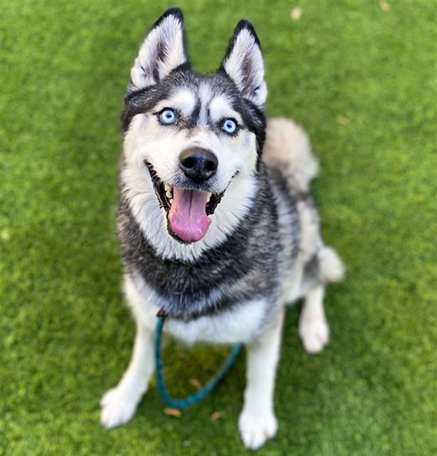 adoptable Dog in San Jose, CA named SOFIE