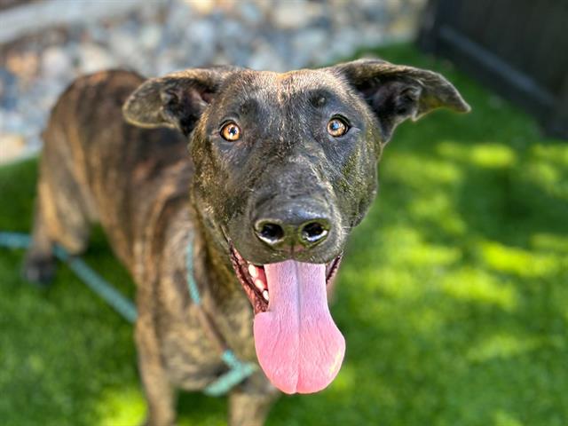 adoptable Dog in San Jose, CA named ROXIE