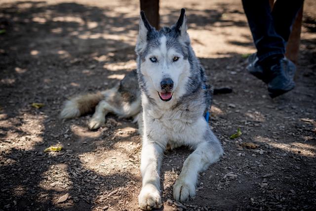 adoptable Dog in San Jose, CA named DAPHNEY