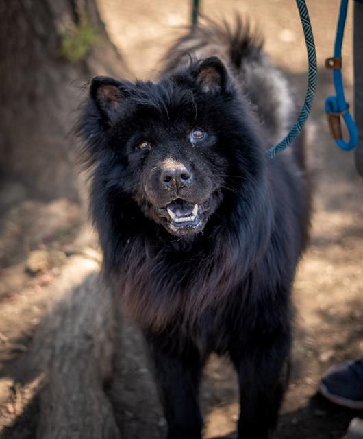 adoptable Dog in San Jose, CA named ROCKY