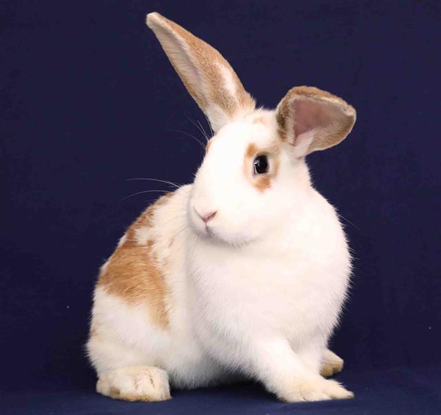 adoptable Rabbit in San Jose, CA named PEGGY