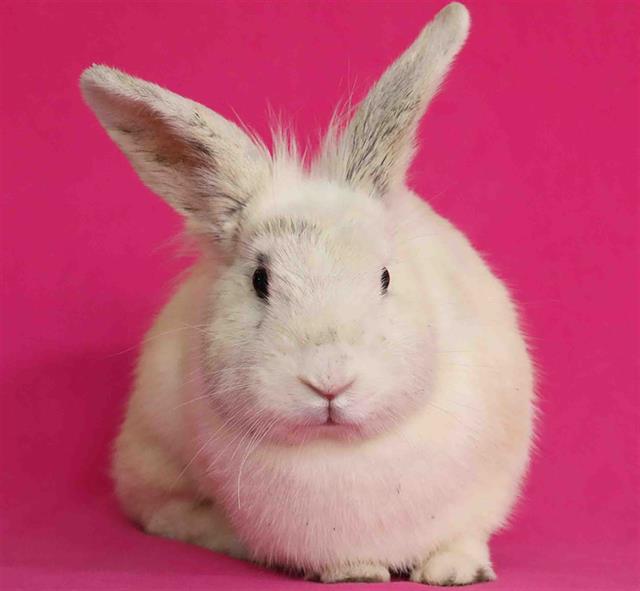 adoptable Rabbit in San Jose, CA named LADY WHISTLEDOWN