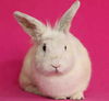 adoptable Rabbit in  named LADY WHISTLEDOWN