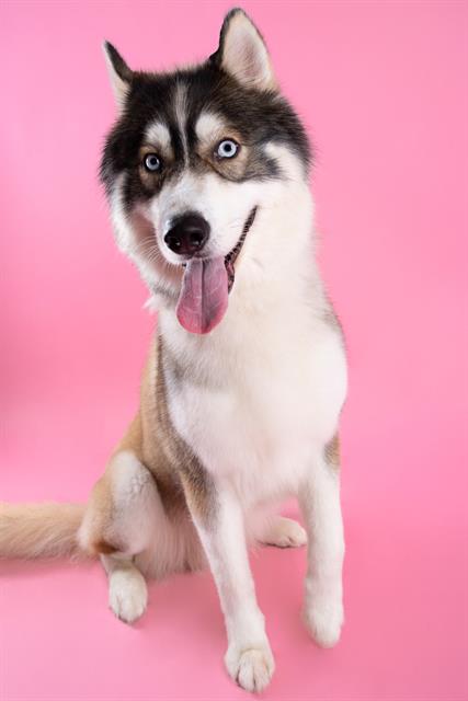 adoptable Dog in San Jose, CA named LEO