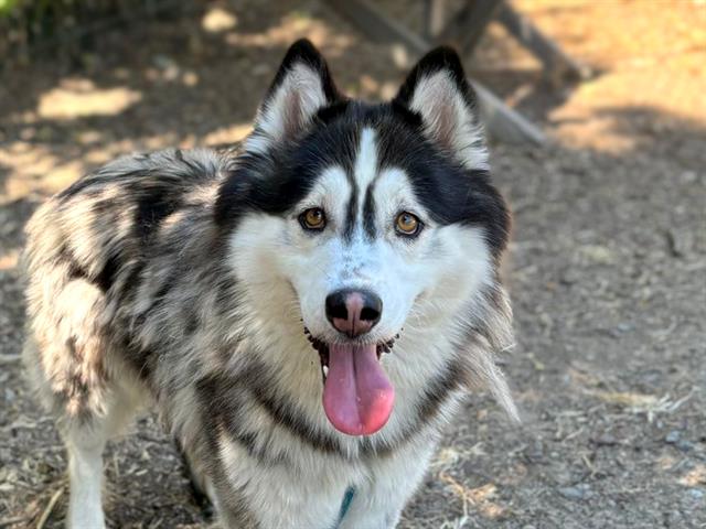 adoptable Dog in San Jose, CA named ROCKY