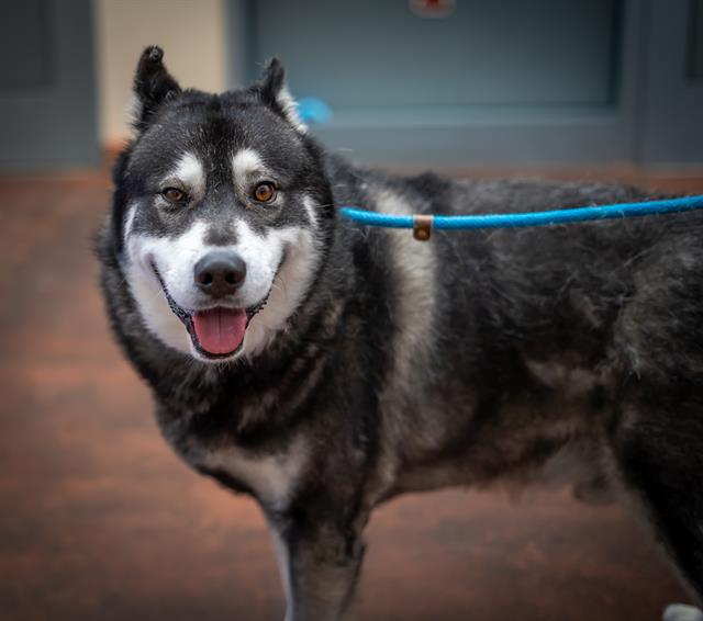 adoptable Dog in San Jose, CA named OSO