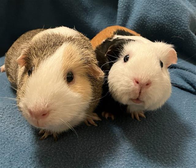 adoptable Guinea Pig in San Jose, CA named &COCO