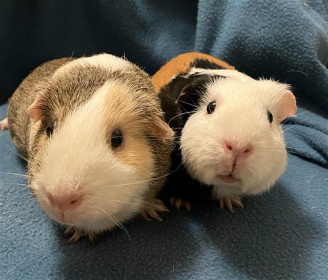 adoptable Guinea Pig in San Jose, CA named &PINA