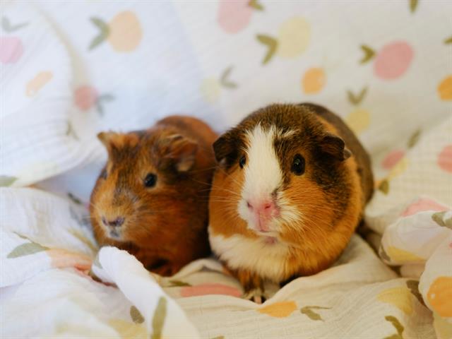 adoptable Guinea Pig in San Jose, CA named &UDON