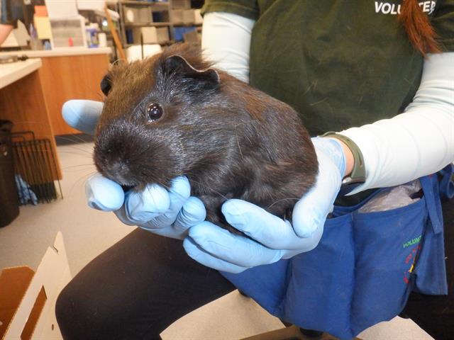 adoptable Guinea Pig in San Jose, CA named &JAFFA