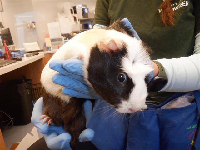 adoptable Guinea Pig in San Jose, CA named &RAYA