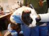 adoptable Guinea Pig in , Unknown named &RAYA