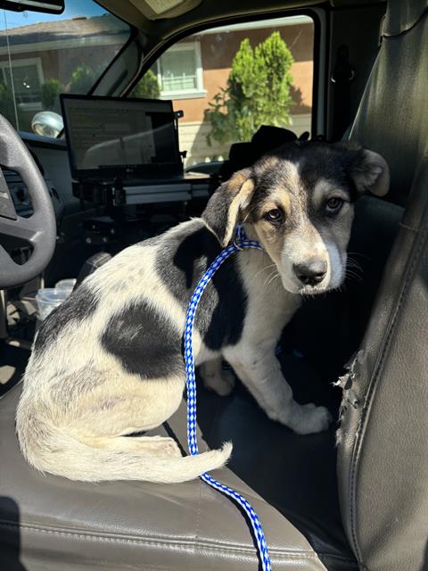 adoptable Dog in San Jose, CA named ELLIE WIGGLEBOTTOMS