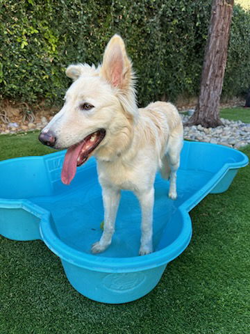 adoptable Dog in San Jose, CA named DENALI