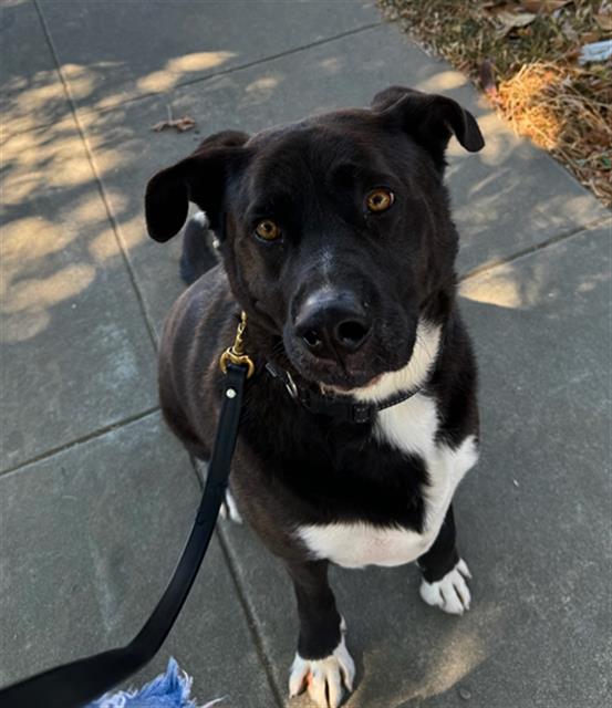 adoptable Dog in San Jose, CA named MARKY MARK